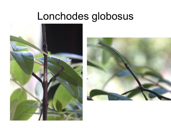 Lonchodes globosus
